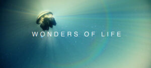Wonders Of Life